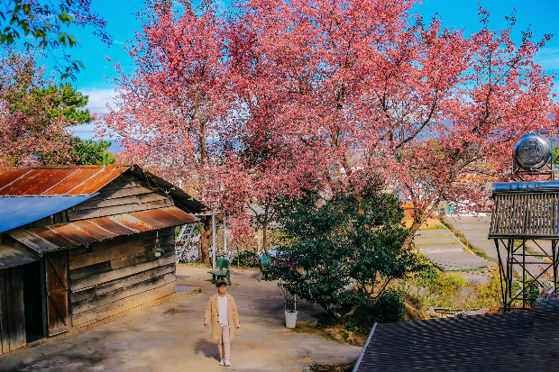 Mai anh đào Đà Lạt