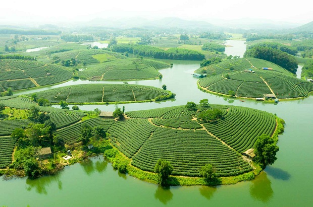 Đảo chè Thanh Chương