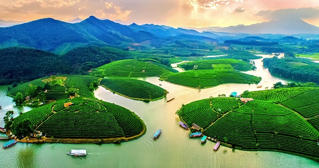 Đảo chè Thanh Chương