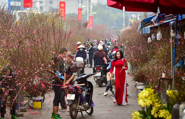 mai đào ngày Tết