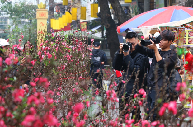 hoa đào ngày Tết