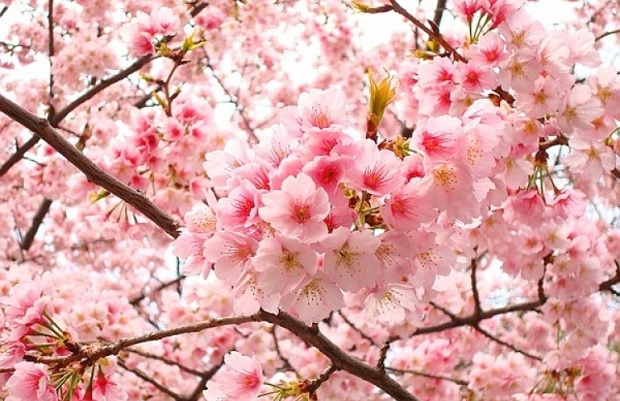 Du lịch Nhật Bản mùa hoa anh đào - hoa anh đào
