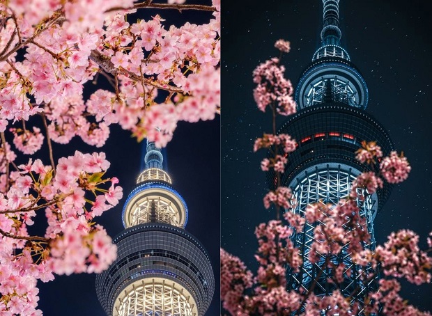 Du lịch Nhật Bản mùa hoa anh đào - Tháp Tokyo