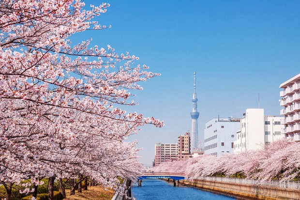 Kinh nghiệm du lịch Nhật Bản mùa hoa anh đào 2023 mới nhất