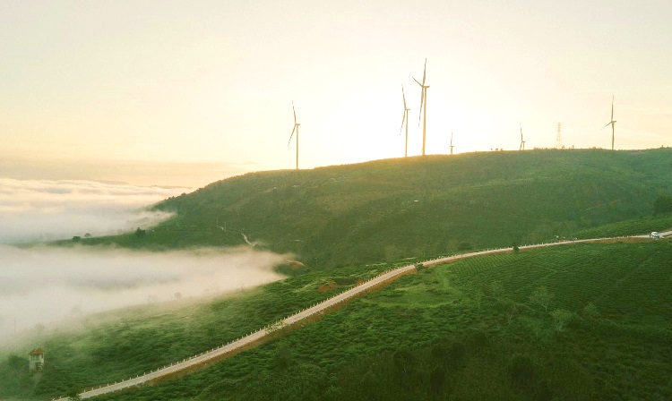 Đồi chè Cầu Đất