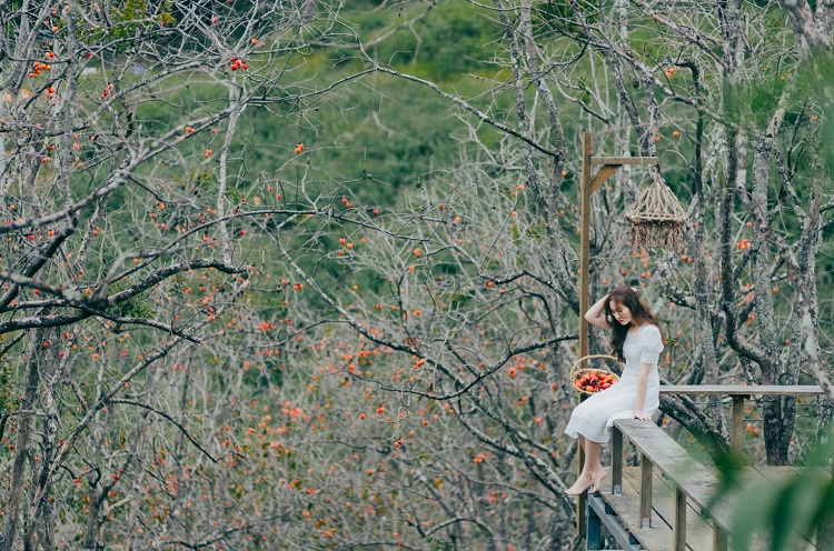 Vườn hồng Nhà Tom