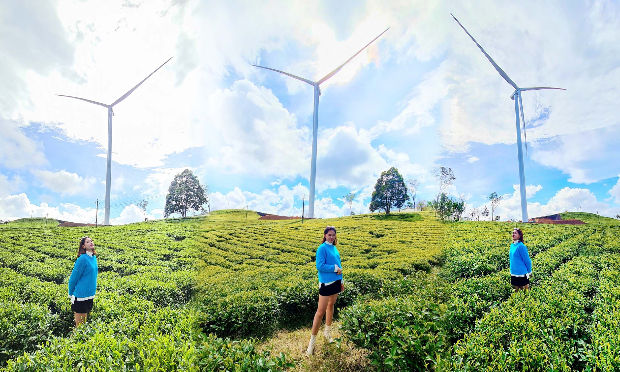 Quạt điện đồi chè Cầu Đất