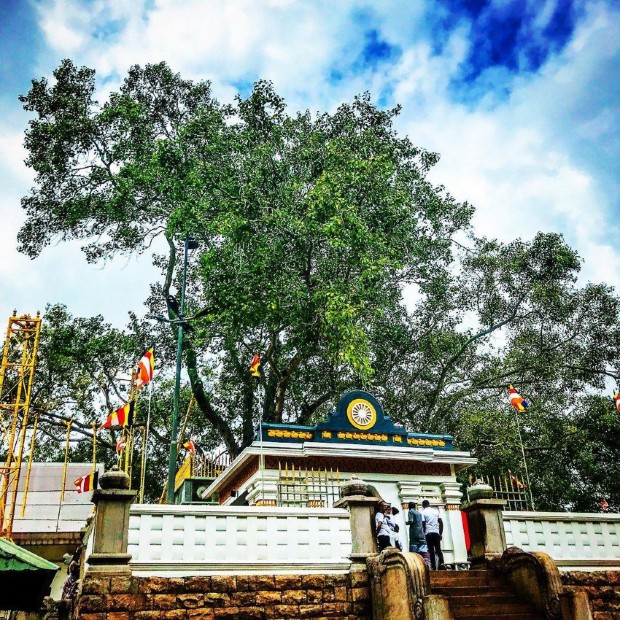 V&eacute; m&aacute;y bay đi Sri Lanka h&agrave;nh hương v&ugrave;ng đất Phật