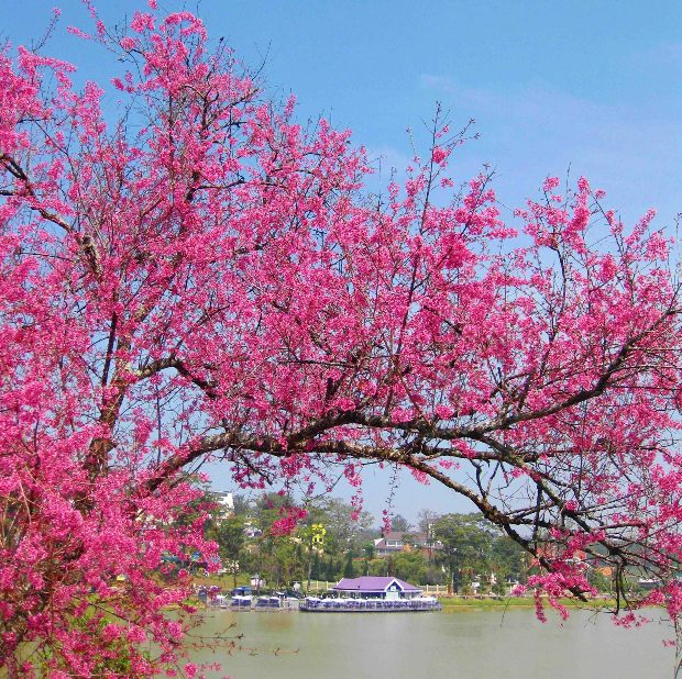 Mai anh đào Đà Lạt