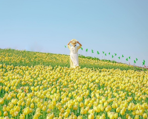 hoa tulip hàn quốc