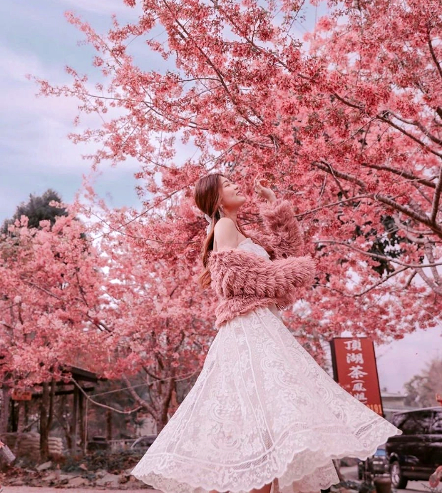 mùa hoa anh đào đài loan