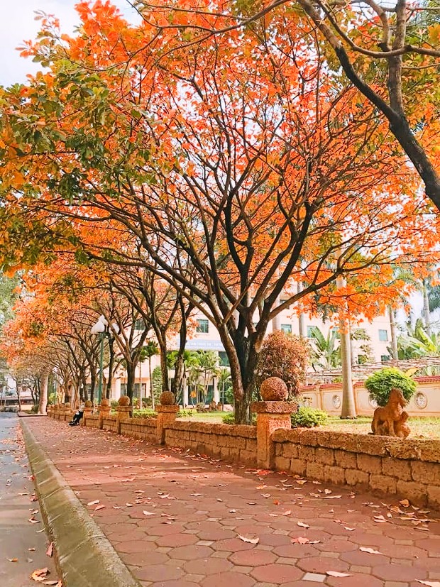 Vé máy bay từ Sài Gòn đi Hà Nỗi Bamboo giá rẻ