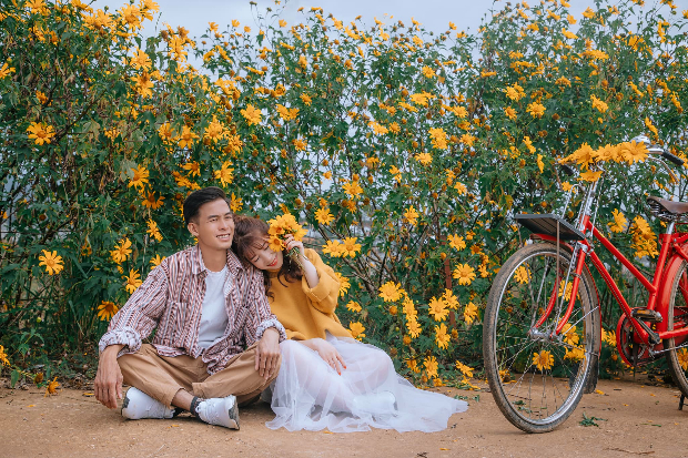 hoa dã quỳ Đà Lạt