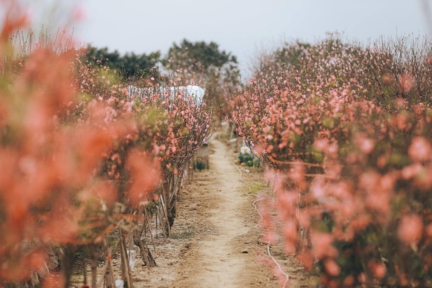 Tour du lịch Tết nguyên đán 2024 từ Hà Nội - sắc xuân Hà Nội