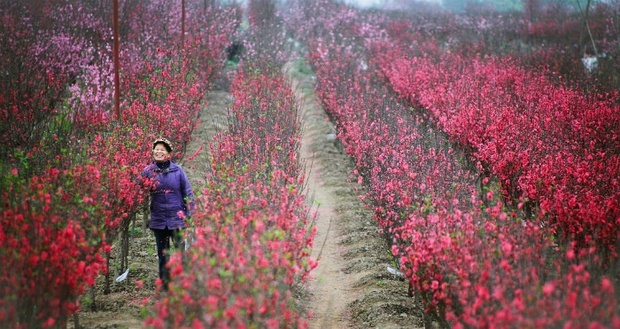 Tour miền Bắc 2023 - mùa xuân đất Bắc