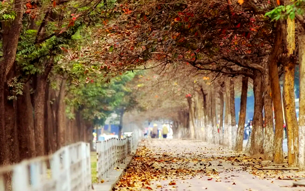 Cung đường mùa thu Hà Nội ấn tượng, đẹp không kém gì mùa thu Hàn Quốc du lịch hà Nội tháng 10