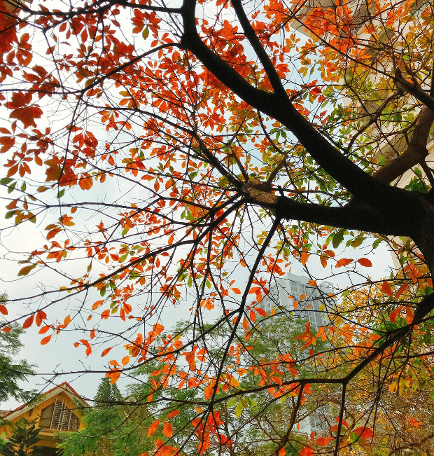 Sắc thu vàng quyến rũ của mùa thu Hà Nội mang đến cho bạn những trải nghiệm đáng nhớ vé máy bay đi Hà Nội