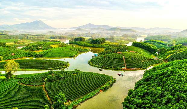 Đảo ch&egrave; Thanh Chương