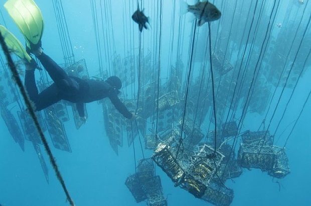 Dinh Cậu Phú Quốc - Cơ sở nuôi cấy ngọc trai ở Phú Quốc