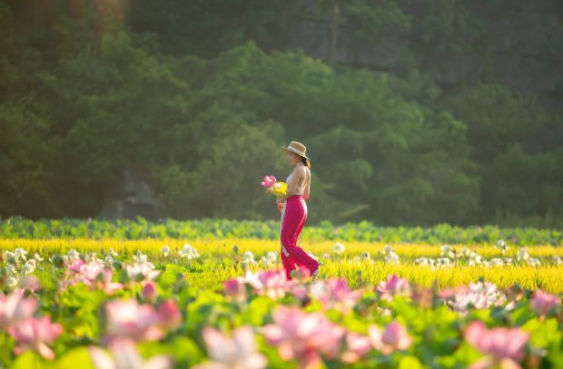 Tam Cốc Bích Động Ninh Bình - đầm sen