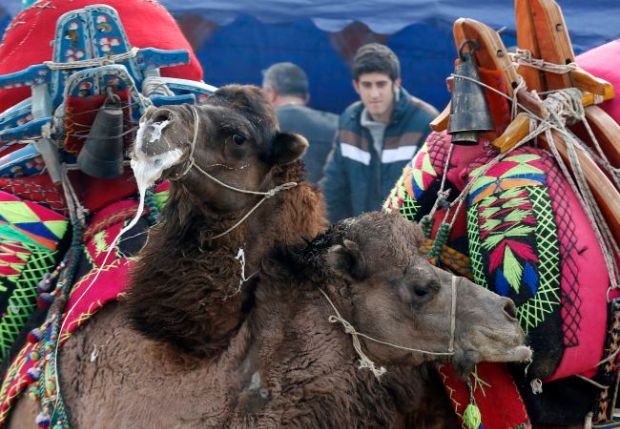 Tour châu Âu Tết 2023 - lễ hội lạc đà