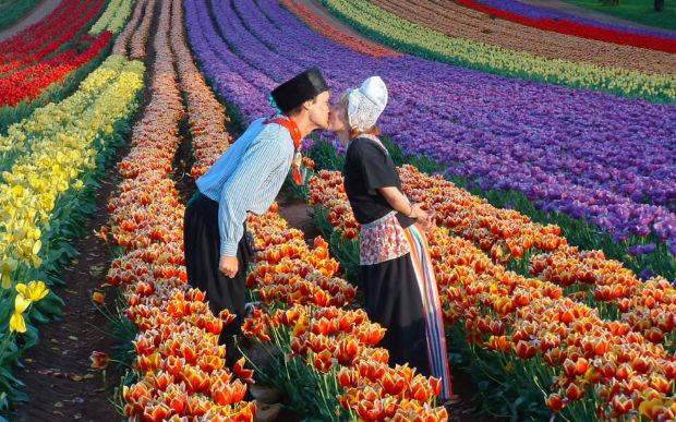 lễ hội hoa tulip