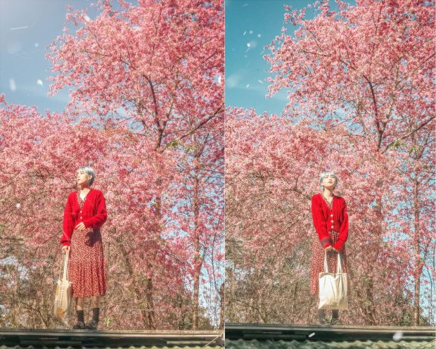 Tour du lịch Đà Lạt Tết 2023 - hoa mai anh đào