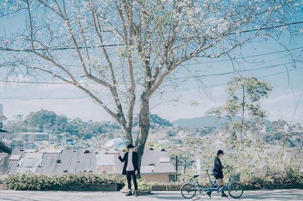 Tour du lịch Đà Lạt Tết 2023 - hoa ban trắng