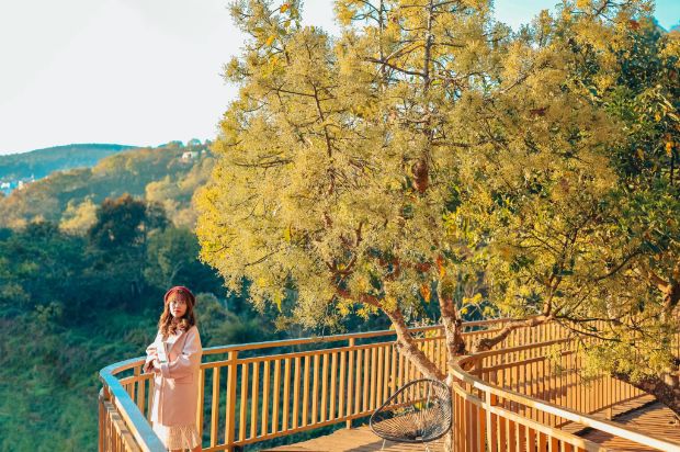 Tour du lịch Đà Lạt Tết 2023 - hoa bơ Đà Lạt