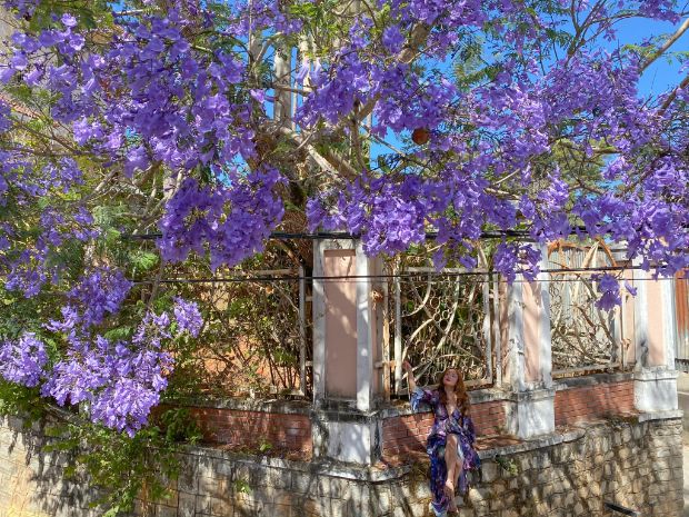 Tour du lịch Đà Lạt Tết 2023 - hoa phượng tím