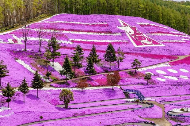 Tour du lịch Hokkaido - sắc hồng Nhật Bản