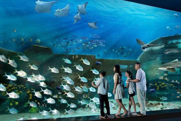 Tour du lịch Singapore Tết 2023 - S.E.A Aquarium