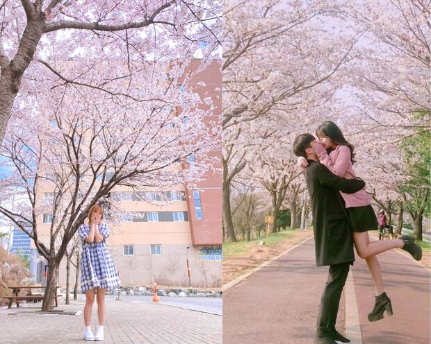 Tour H&agrave;n Quốc Tết 2024 - m&ugrave;a xu&acirc;n H&agrave;n Quốc