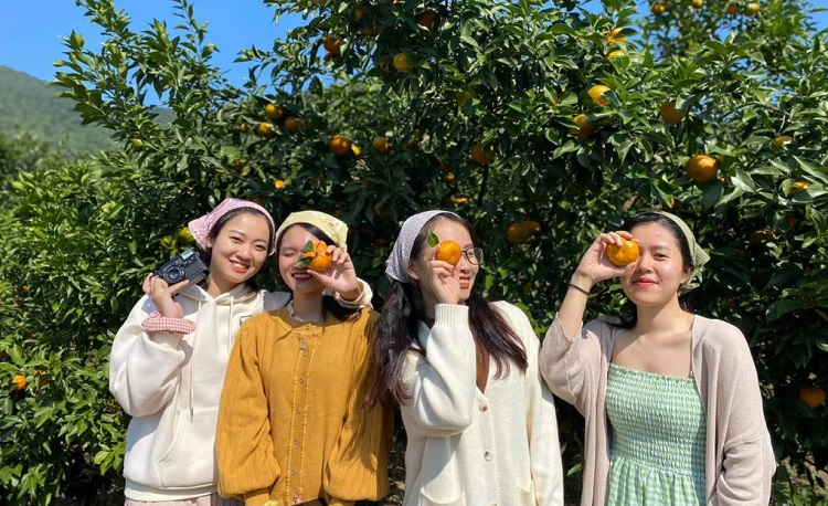 Vườn cam tại Vân Đồn