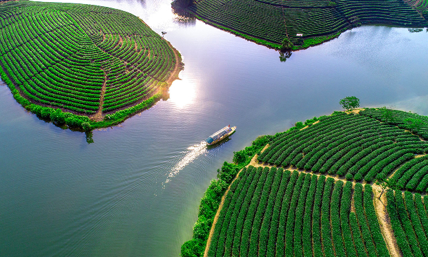 Đảo chè Thanh Chương