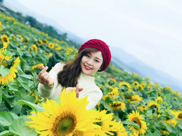 cánh đồng hoa hướng dương Nghệ An