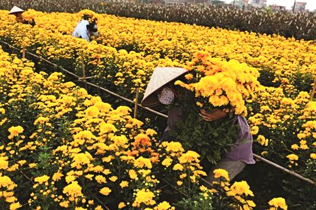 Vé máy bay Tết Hà Nội đi Cần Thơ