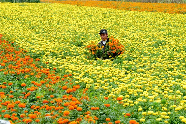 Du lịch miền Tây Vietnambooking - Làng hoa Sa Đéc