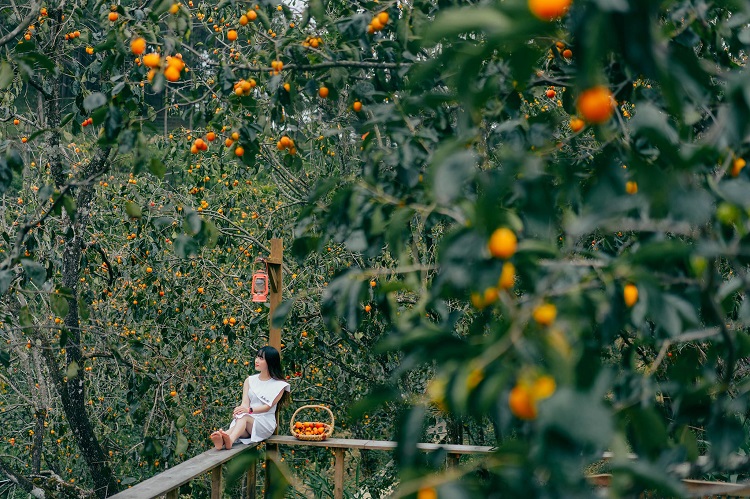 Đừng quên ghé thăm vườn hồng nhà Tom mỗi dịp hồng chín vườn hồng nhà Tom