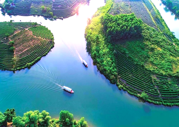  Đồi ch&egrave; Thanh Chương 