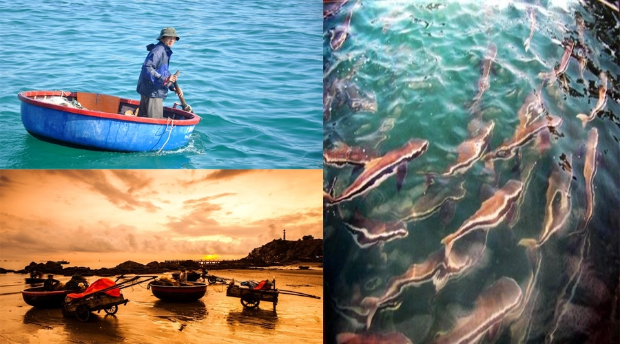 Đảo H&ograve;n Ngư