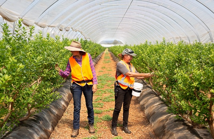 visa &uacute;c diện 462