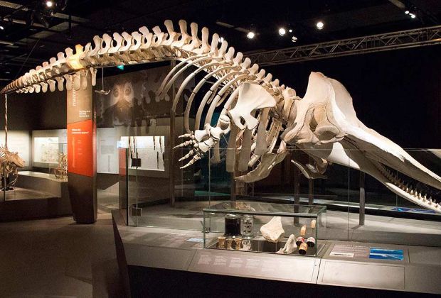 Cấc địa điểm du lịch Singapore - hóa thạch khủng long