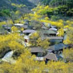 Sắc màu ngàn hoa rực rỡ khoe sắc cùng tour Hàn Quốc Tết 2026