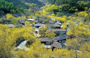 Sắc màu ngàn hoa rực rỡ khoe sắc cùng tour Hàn Quốc Tết [sc_post type=year]