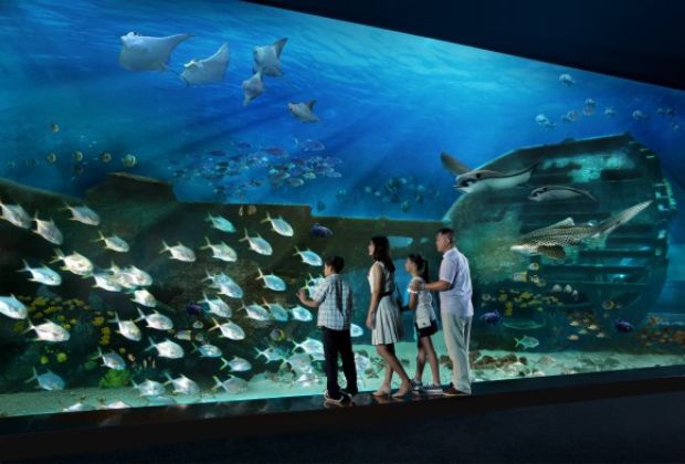 Du lịch Singapore tháng 8 - SEA Aquarium
