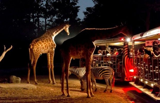 Singapore địa điểm du lịch - sở thú đêm