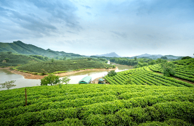 đảo chè Thanh Chương