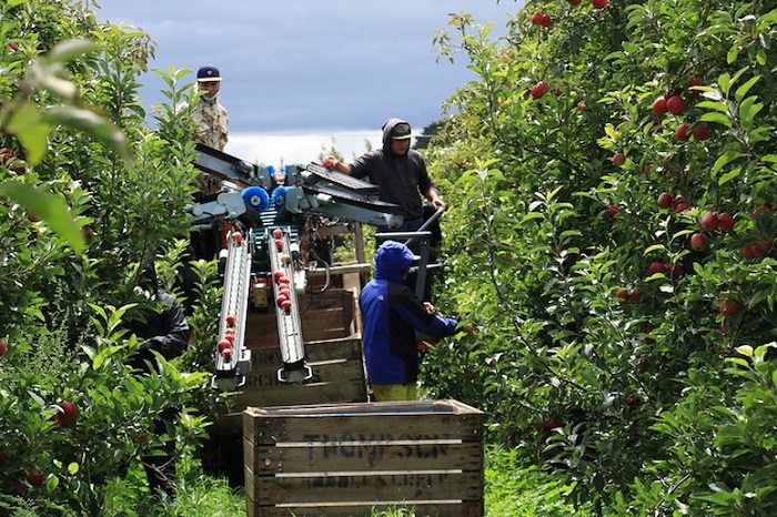 Visa Úc 403 visa nông nghiệp úc