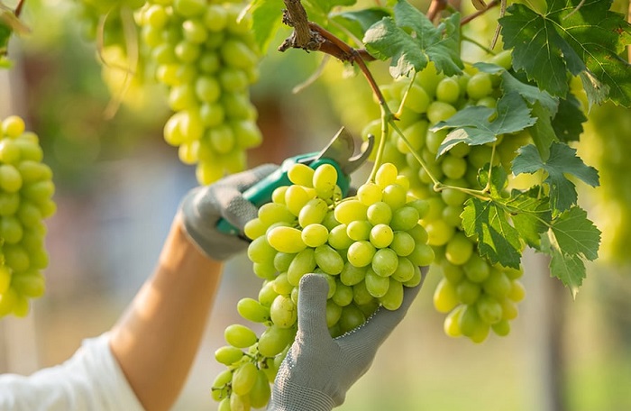 Xin visa 403 làm nông nghiệp tại Úc visa 403 úc